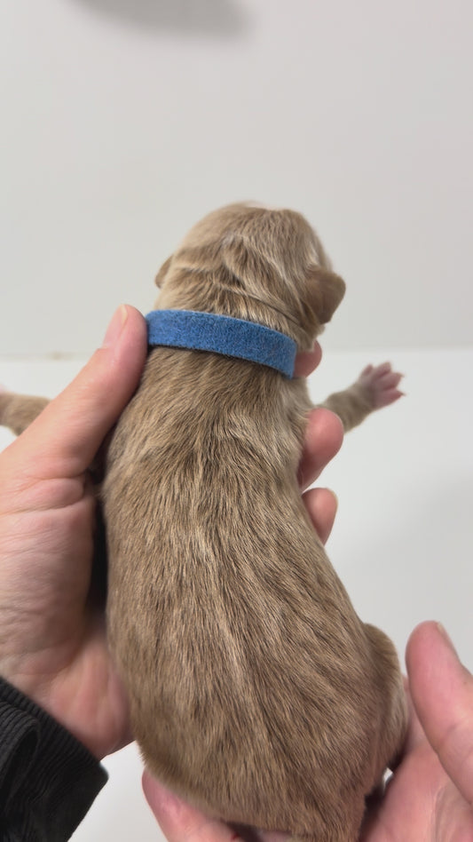Izzy  Blue Collar Male
