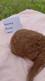 Paisley's Brown Collar