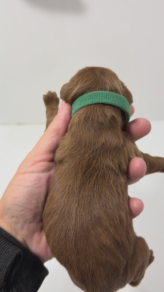Izzy Green Collar Male