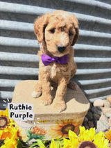 Ruthie's Purple Collar