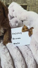 Paisley's Brown Collar