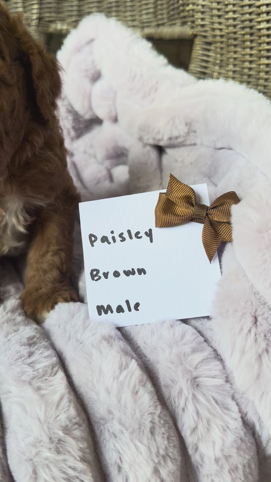 Paisley's Brown Collar