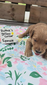 Ruthie's Yellow Collar