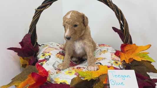 Teagan Blue Collar Male