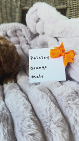 Paisley's Orange Collar