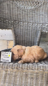 Ruthie's Yellow Collar