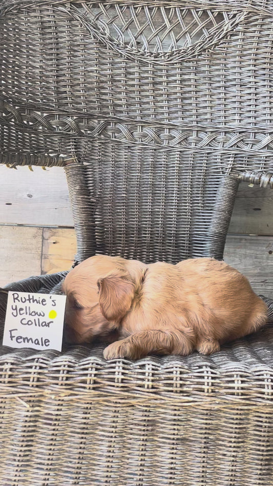 Ruthie's Yellow Collar