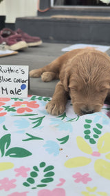 Ruthie's Blue Collar