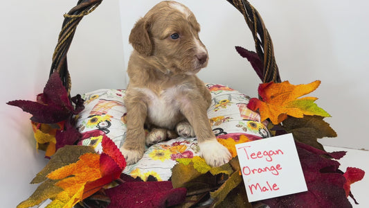Teagan Orange Collar Male