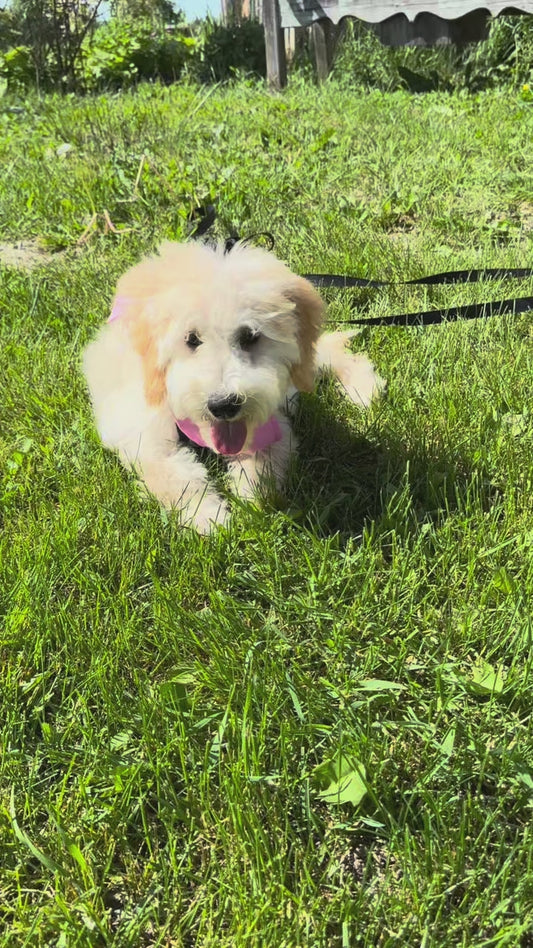 Peppermint's Pink Collar