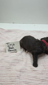 Iris Red Collar Female