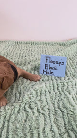Floozy's Black Collar