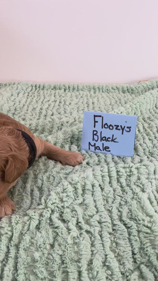 Floozy's Black Collar