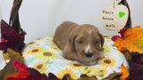 Paris Green Collar Male