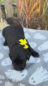 Nala Yellow Collar Female