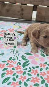 Ruthie's Purple Collar