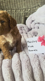 Paisley's Pink Collar
