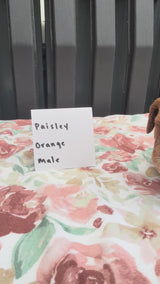 Paisley's Orange Collar