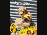 Ruthie's Yellow Collar