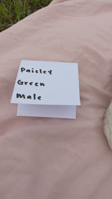 Paisley's Green Collar