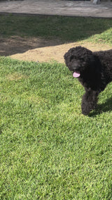 FRED