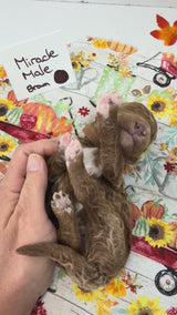 Miracle Brown Collar Male