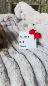 Paisley's Red Collar