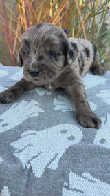 Nala Blue Collar Male