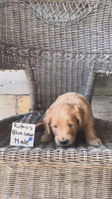 Ruthie's Blue Collar