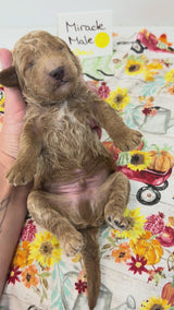 Miracles Yellow Collar Male