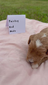 Paisley's Red Collar