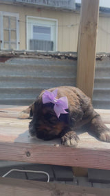 Hazel's Purple Collar