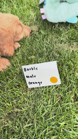 Barbie's Orange Collar