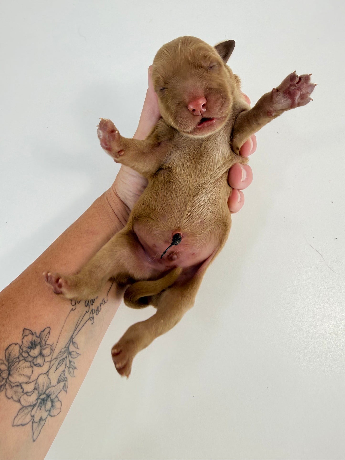 Pearl  RED