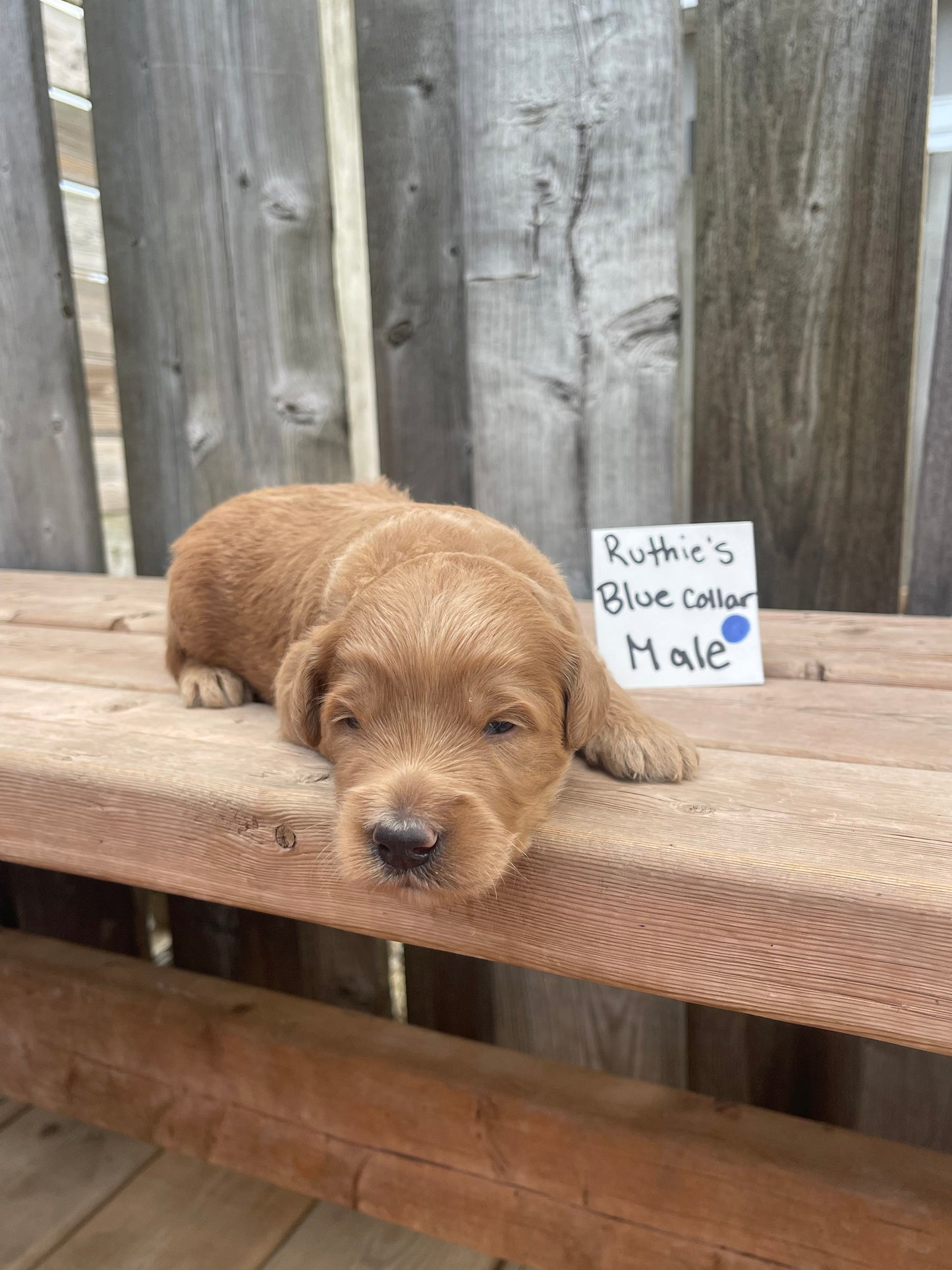 Ruthie's Blue Collar