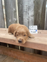 Ruthie's Blue Collar