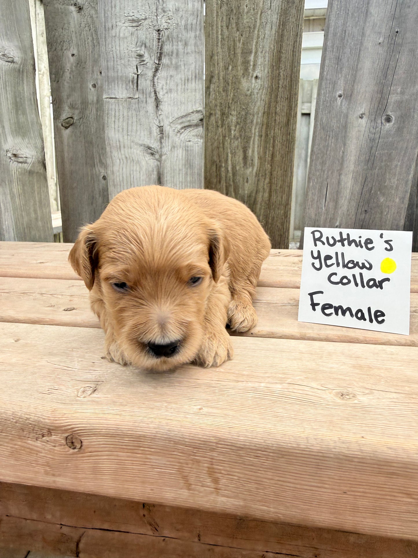Ruthie's Yellow Collar
