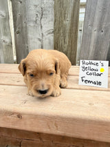 Ruthie's Yellow Collar