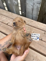 Ruthie's Blue Collar
