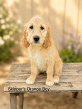 Skippers Orange Collar