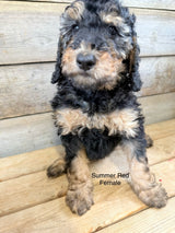 Prince