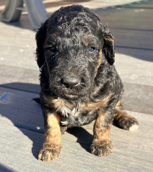 Teagan Red Collar Female