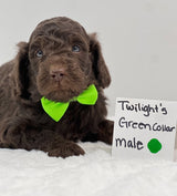 Twilight's Green Collar